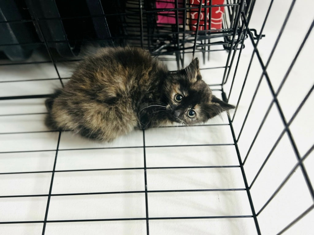 Female Tortoise Shell kitten - “Stardust”  ready end of November