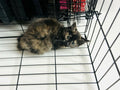 Female Tortoise Shell kitten - “Stardust”  ready end of November
