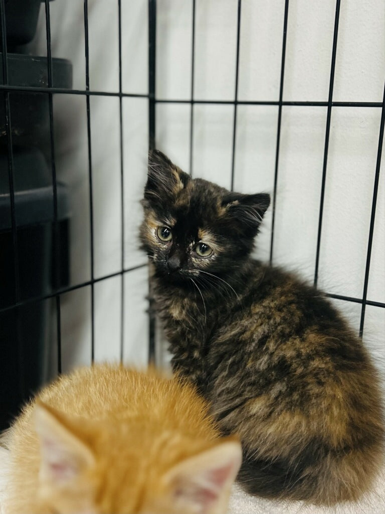 Female Tortoise Shell kitten - “Stardust”  ready end of November