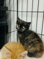 Female Tortoise Shell kitten - “Stardust”  ready end of November