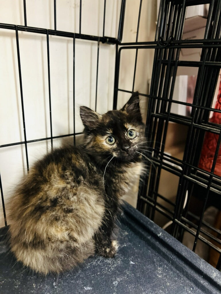 Female Tortoise Shell kitten - “Stardust”  ready end of November