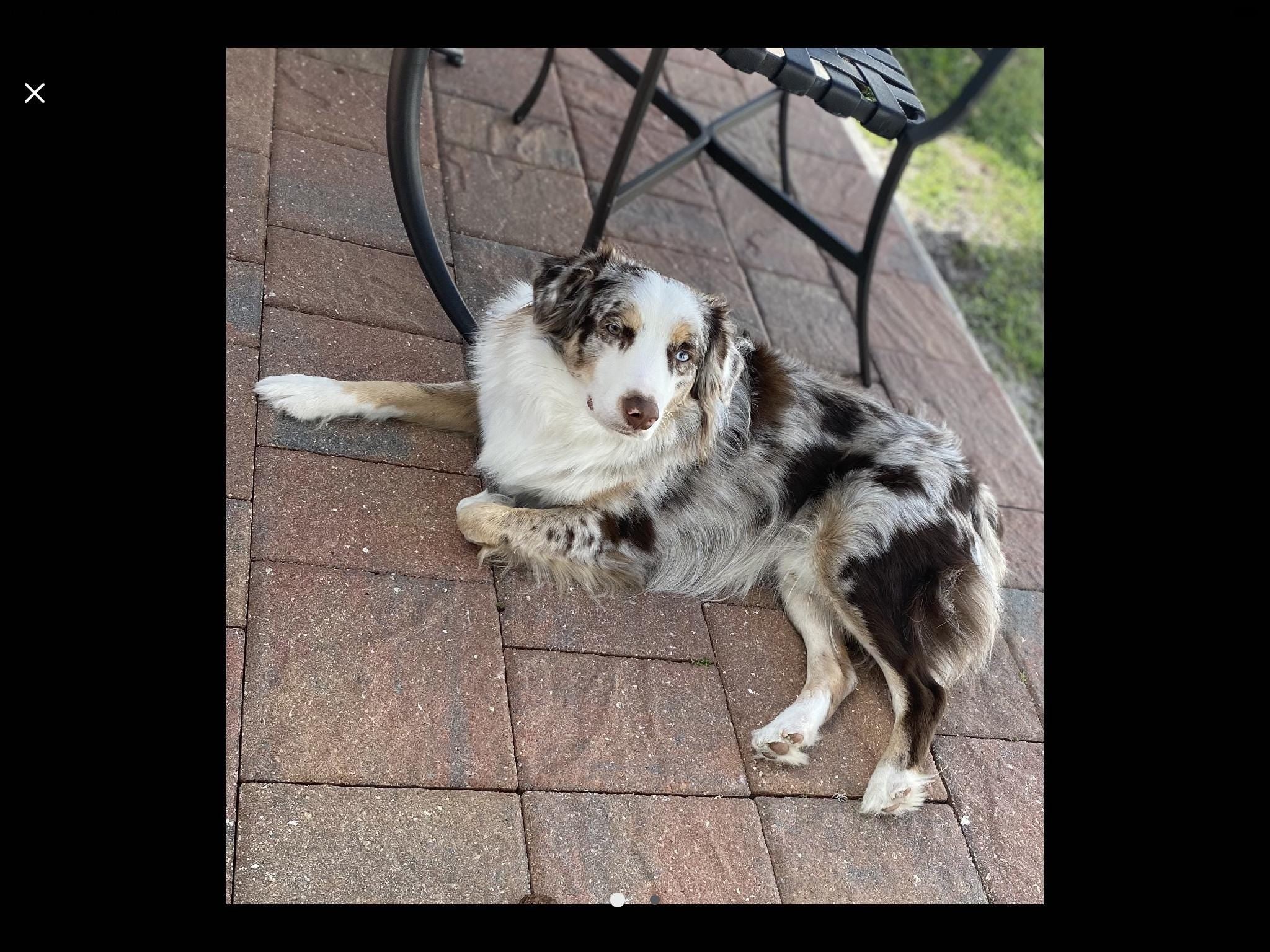 Aussie Mousepad - Blue Merle Australian Shepherd puppy - Office Desk Accessories - Dog Lover Gifts - Personalized, add a Name - Your Text