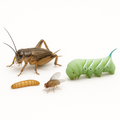 Feeder Hornworms