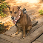 Dog Kiki wearing a football print bandana sitting on a wooden deck