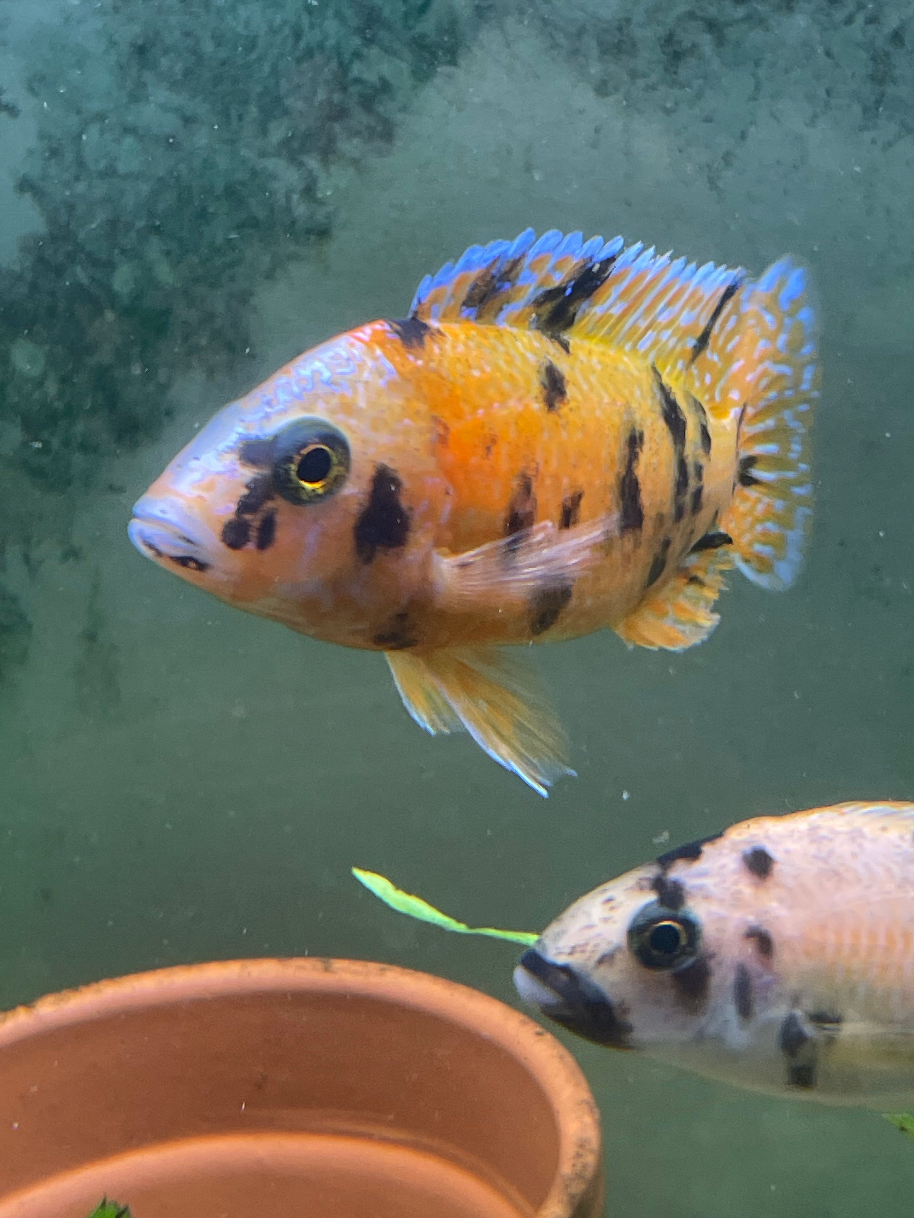 OB Peacock Cichlids - aulonocara