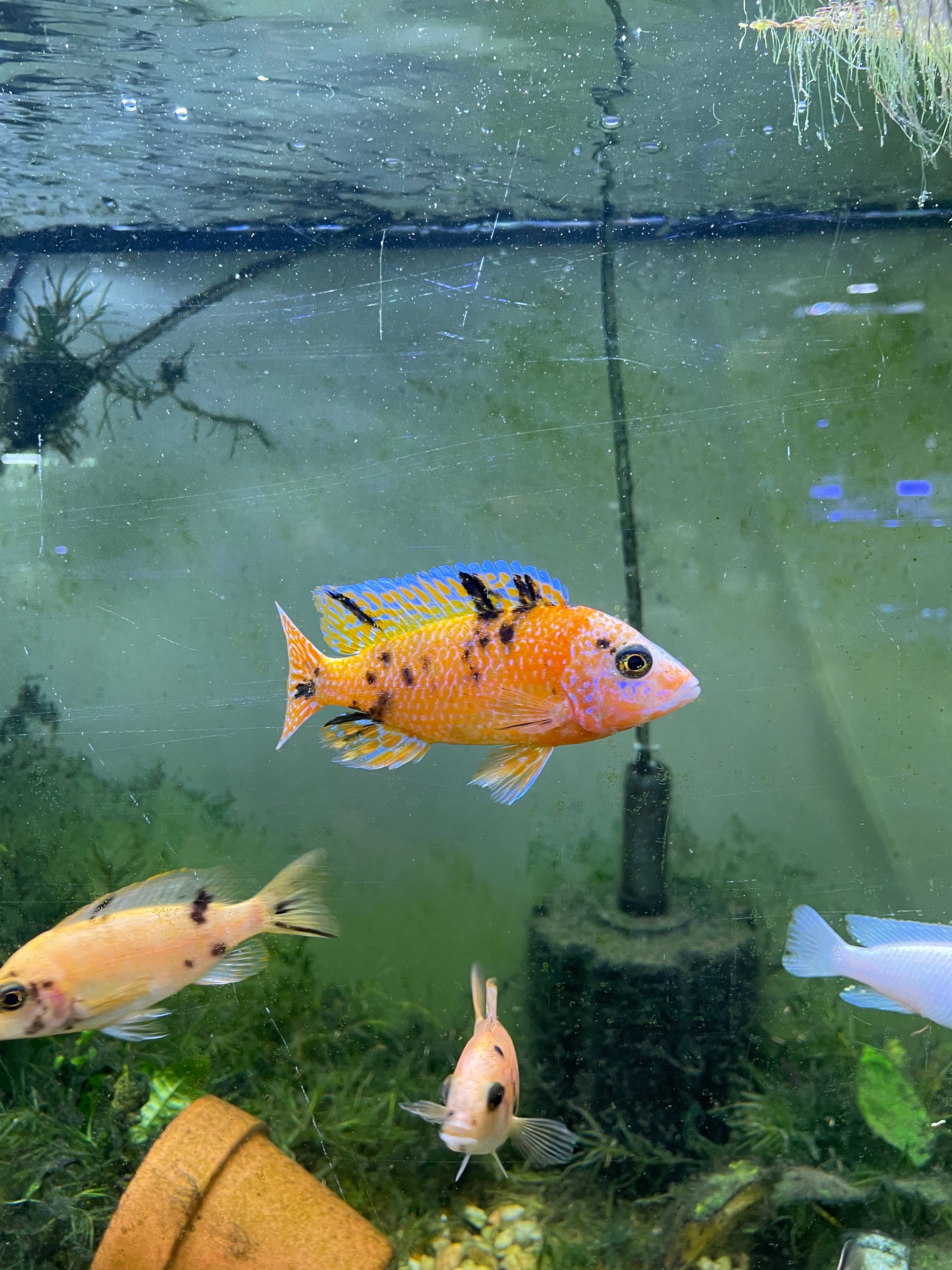 OB Peacock Cichlids - aulonocara
