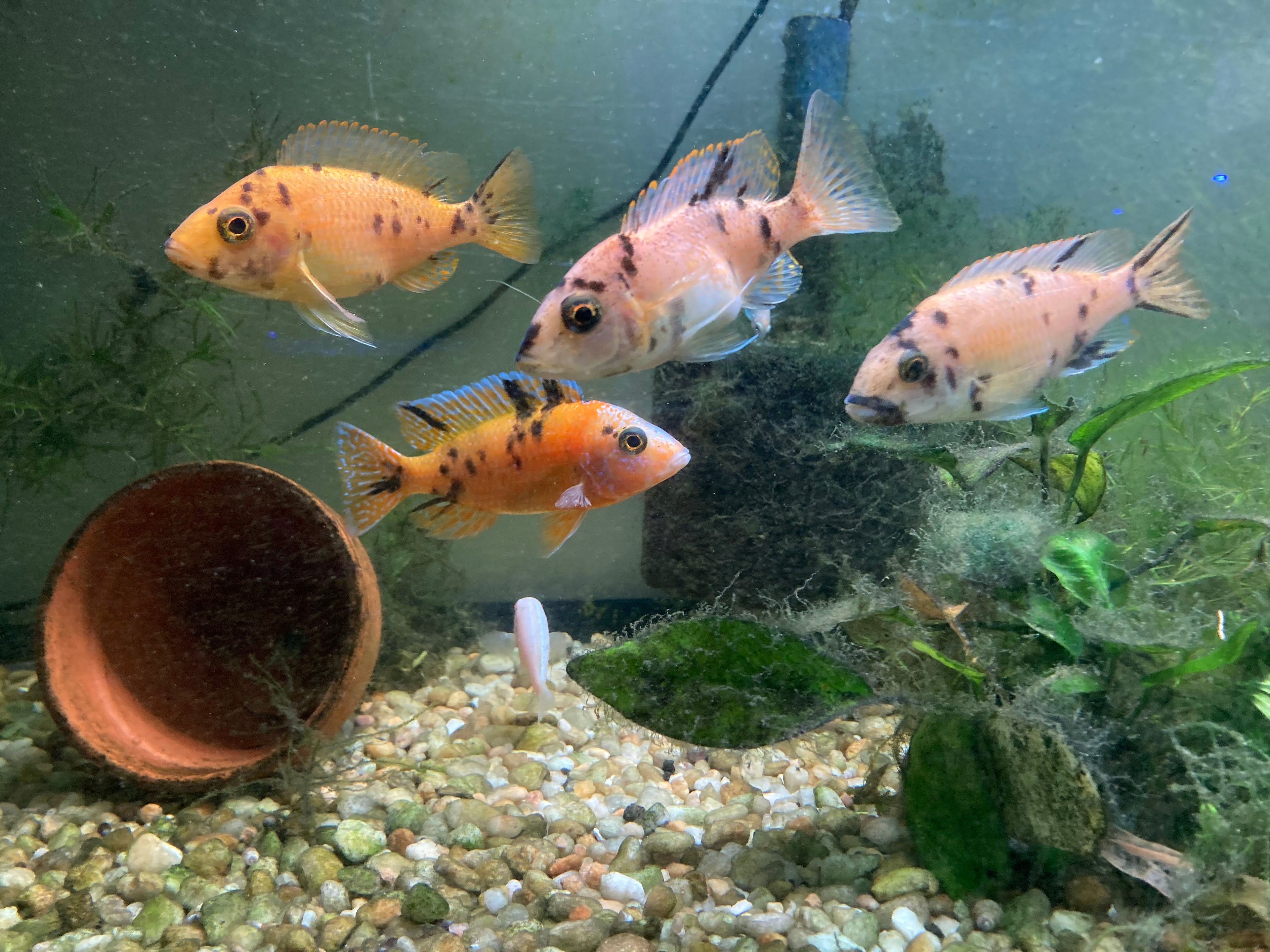 OB Peacock Cichlids - aulonocara