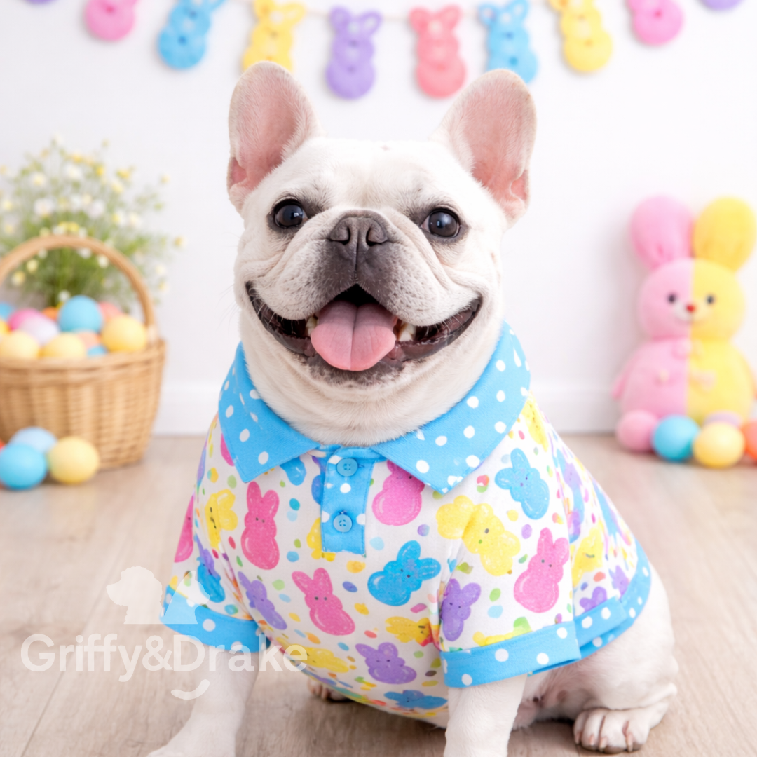 French Bulldog model wearing a collared easter shirt with jellybeans and peeps
