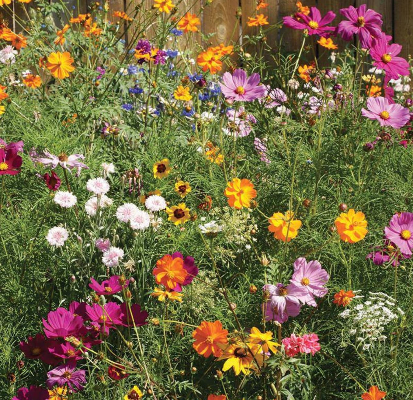 Butterfly Car Accessories - Faith - Sun flowers Picnic Decor - Inspirational Get Well, Graduation, Birthday gift - Party Favors - Religious