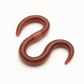 Feeder Earthworms
